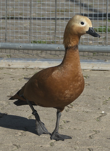 米兰体育报